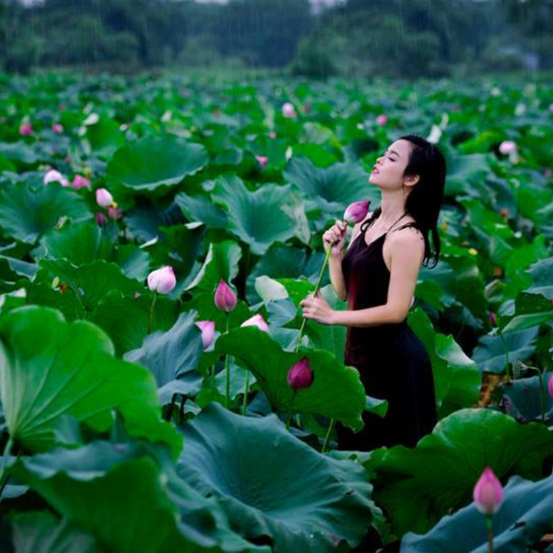 Các Địa Điểm Nổi Tiếng Gần Đầm Sen Xuân Đỉnh (Ăn Gì? Chơi Gì?)