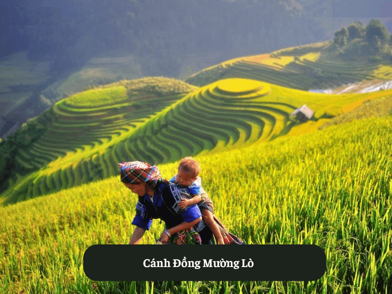 Cánh Đồng Mường Lò