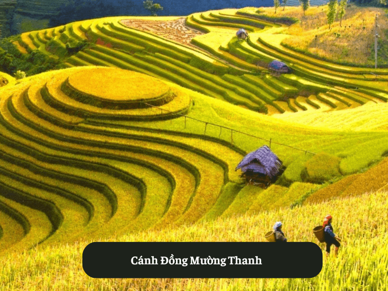 Cánh Đồng Mường Thanh
