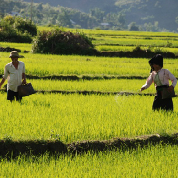 Cánh Đồng Mường Thanh