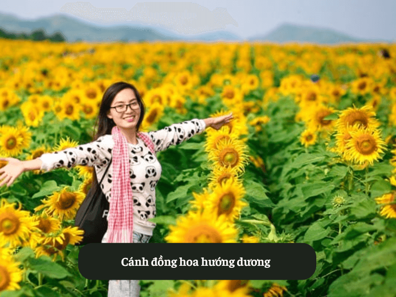 Cánh đồng hoa hướng dương
