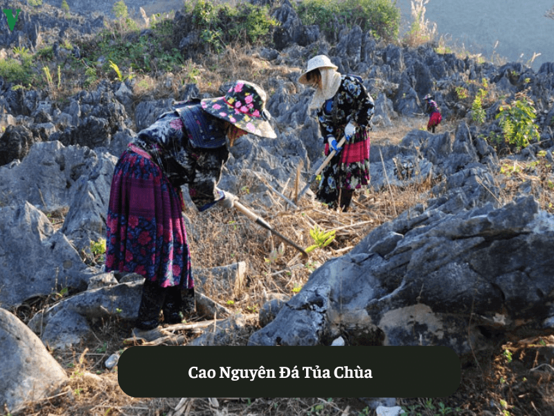 Cao Nguyên Đá Tủa Chùa