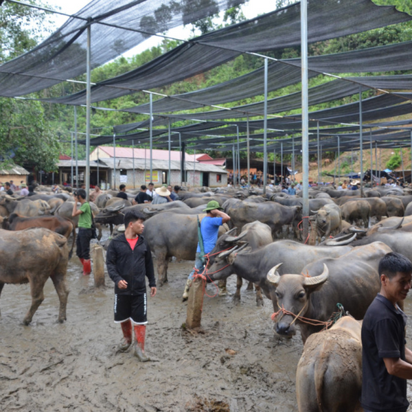 Chợ Bò Nghiên Loan