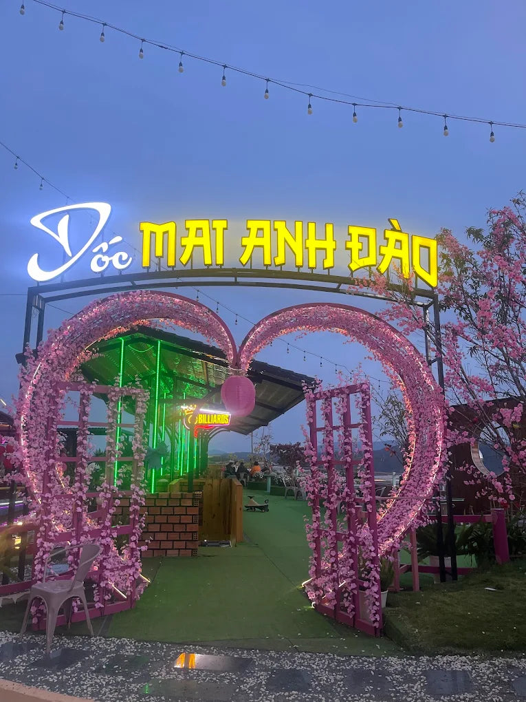 Dốc Mai Anh Đào Đà Lạt: Sắc Hồng Ngất Ngây Giữa Phố Núi Mơ Màng