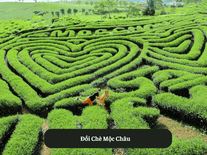 Đồi Chè Mộc Châu