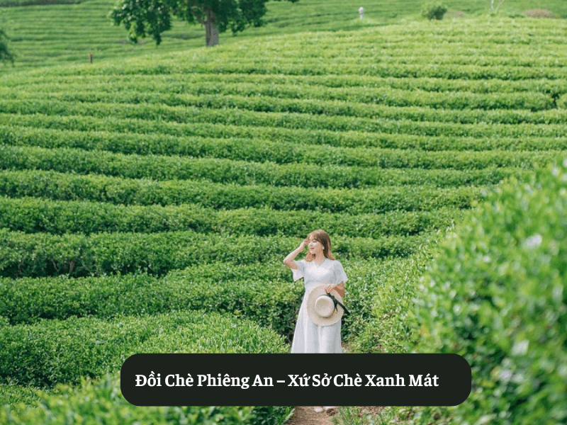 Đồi Chè Phiêng An – Xứ Sở Chè Xanh Mát
