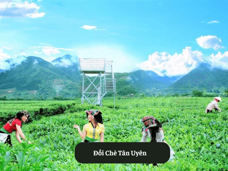 Đồi Chè Tân Uyên
