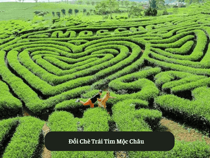 Đồi Chè Trái Tim Mộc Châu