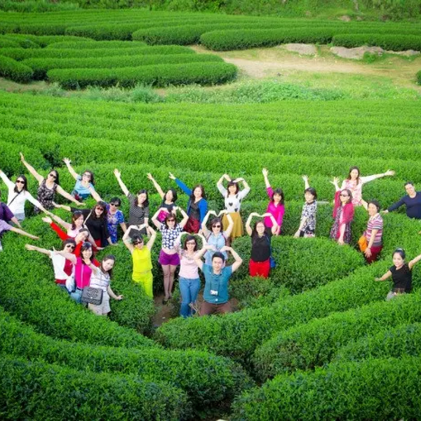 Đồi Chè Trái Tim Mộc Châu