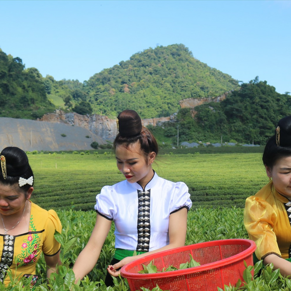 Đồi Chè Phiêng An