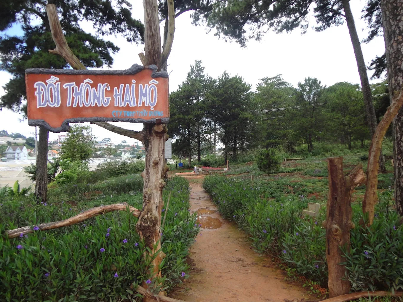 Đồi Thông Hai Mộ Đà Lạt