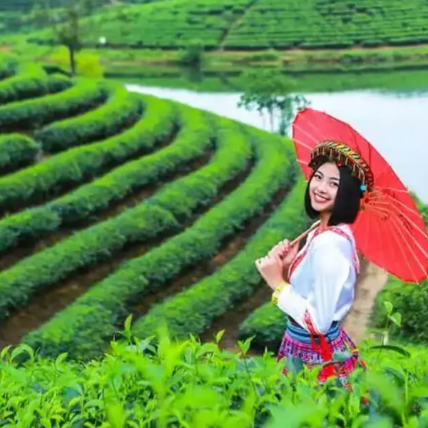 Đồi chè Thanh Chương