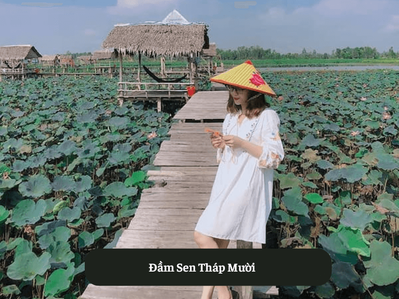 Đầm Sen Tháp Mười