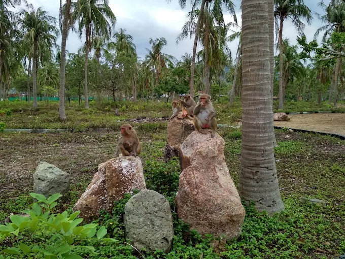 Nên đi Đảo Khỉ hay Đảo Hoa Lan nếu chỉ có thời gian nửa ngày?