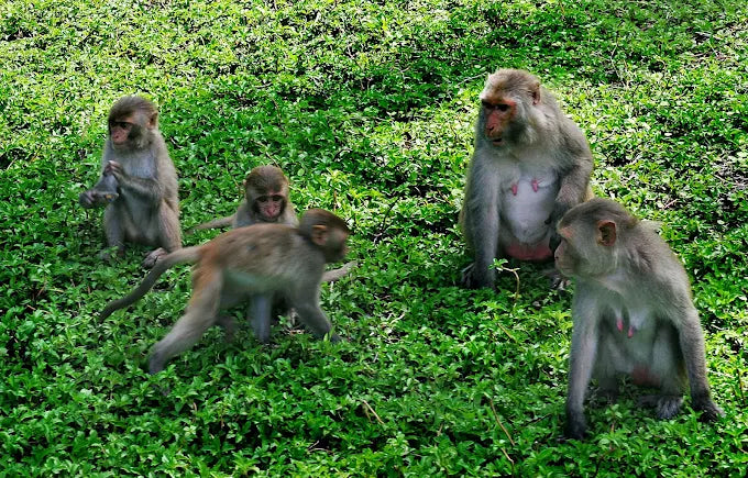 Monkey Island (Hon Lao) Nha Trang