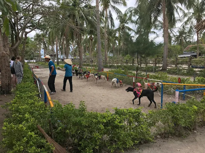 Cập Nhật Giá Vé Tham Quan Và Chi Phí Dịch Vụ Tại Đảo Khỉ Hòn Lao