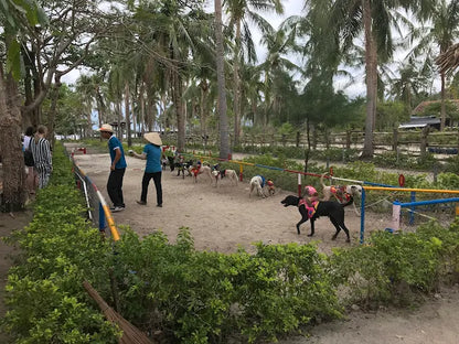 Cập Nhật Giá Vé Tham Quan Và Chi Phí Dịch Vụ Tại Đảo Khỉ Hòn Lao