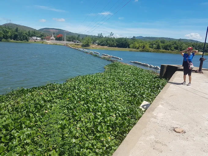 đập Tam Giang còn là "trái tim" bơm nước ngọt nuôi sống hàng ngàn hecta lúa của các xã An Thạch, An Ninh, An Dân thuộc huyện Tuy An.