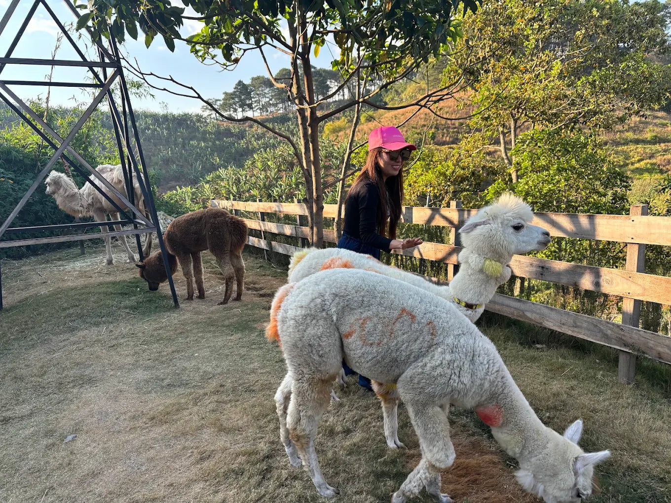 Dapa Hill nằm ở đâu và giờ mở cửa thế nào?