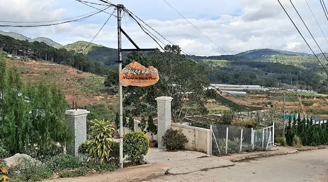 Đèo Mimosa Đà Lạt