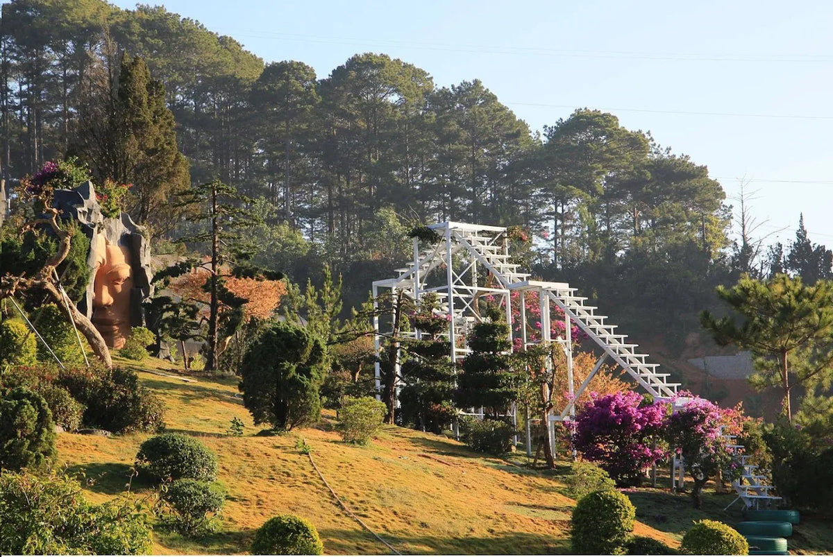 Đèo Mimosa Đà Lạt