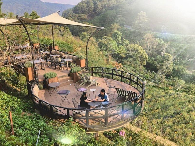 Đèo Mimosa Đà Lạt: Cung Đường Rợp Bóng Thông Và Sắc Hoa Vàng