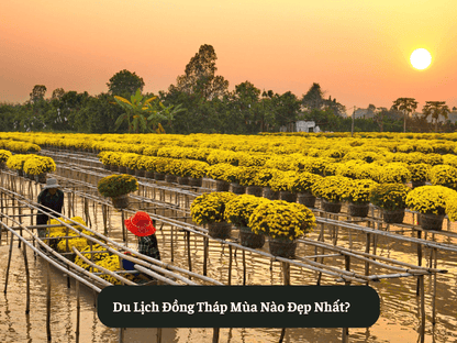 Du Lịch Đồng Tháp Mùa Nào Đẹp Nhất?