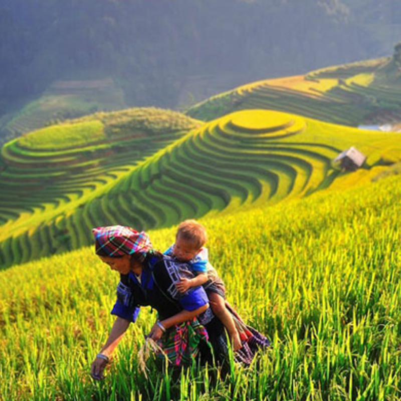 FAQ Về Cánh Đồng Mường Lò?
