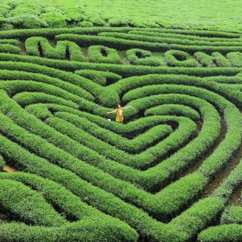 Giới Thiệu Đồi Chè Trái Tim Mộc Châu, Địa Chỉ Đồi Chè Trái Tim Mộc Châu Ở Đâu?