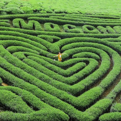 Giới Thiệu Đồi Chè Trái Tim Mộc Châu, Địa Chỉ Đồi Chè Trái Tim Mộc Châu Ở Đâu?