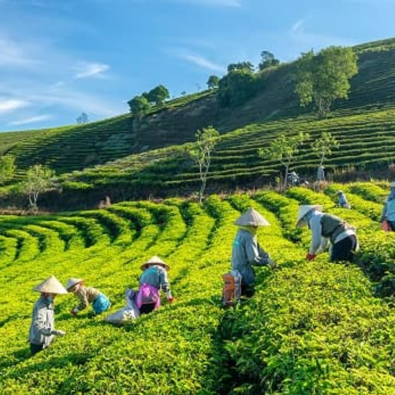 Giới Thiệu Cao Nguyên Vân Hòa, Vị Trí Ở Đâu?
