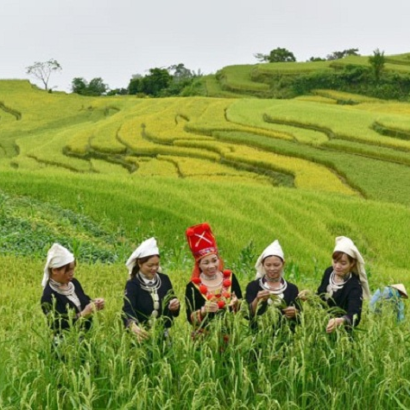 Giới Thiệu Ruộng bậc thang Hồng Thái, Vị Trí Ở Đâu?