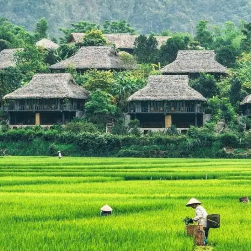 Giới Thiệu Thung Lũng Mai Châu, Vị Trí Ở Đâu?
