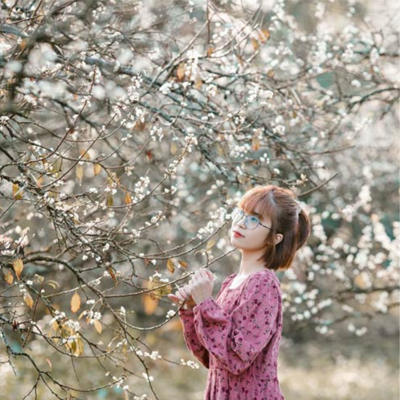 Giới Thiệu Thung Lũng Mận Nà Ka, Vị Trí "Thiên Đường Hoa Mận"