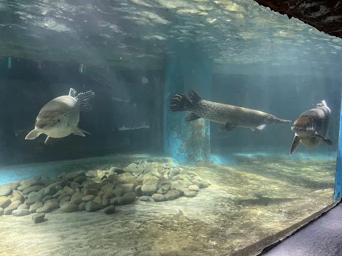 Trí Nguyên Aquarium on Soi Island