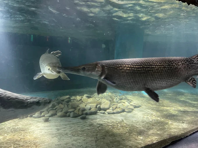 Trí Nguyên Aquarium on Soi Island
