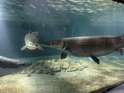 Hồ Cá Trí Nguyên Aquarium On Soi Island