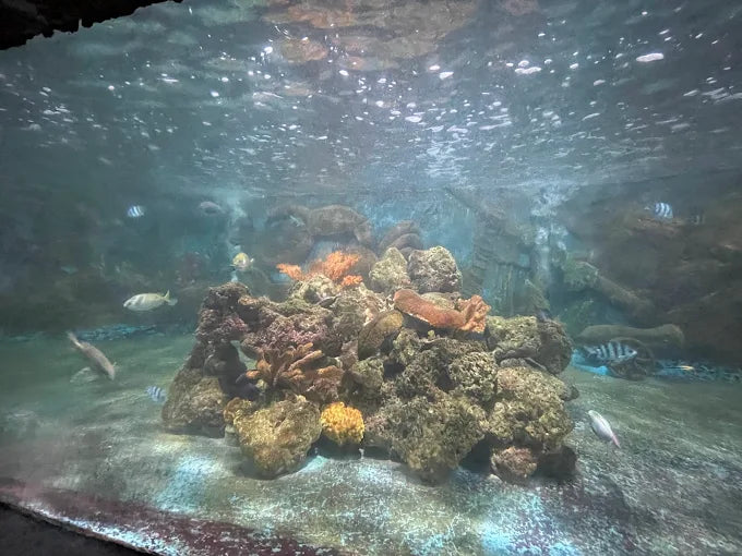 Trí Nguyên Aquarium on Soi Island