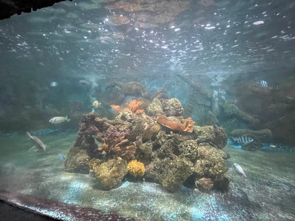 Hồ Cá Trí Nguyên Aquarium On Soi Island