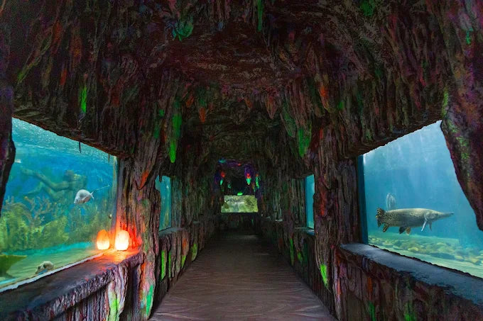 Trí Nguyên Aquarium on Soi Island
