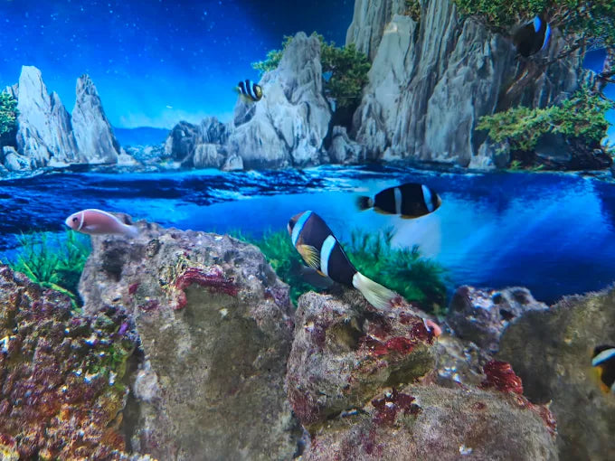 Trí Nguyên Aquarium on Soi Island
