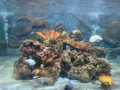 Hồ Cá Trí Nguyên Aquarium On Soi Island