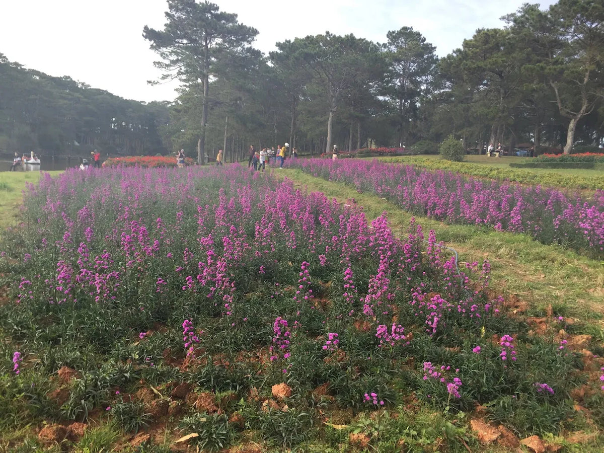 Hồ Than Thở nằm ở đâu và di chuyển thế nào?