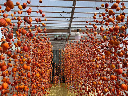 Hồng Treo Gió Sỉ Và Lẻ Đà Lạt - Sunny Farm