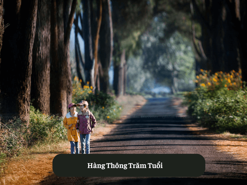 Hàng Thông Trăm Tuổi