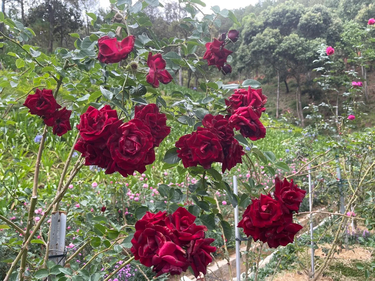 Có thể cắm trại qua đêm tại Cao Nguyên Hoa không?