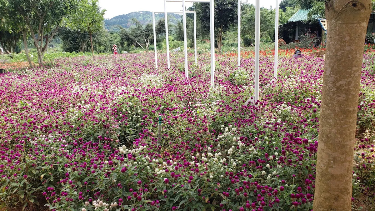 Cảm Hứng Từ Xưởng Cà Phê Khổng Lồ Và Thung Lũng Thông Xanh