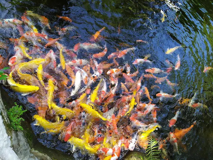 Nên đi du lịch Đảo Hoa Lan vào mùa nào trong năm đẹp nhất?