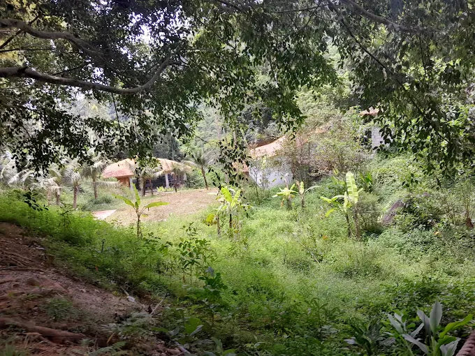 5 Lý Do Kong Forest Là Điểm Đến Không Thể Bỏ Lỡ Cho Tín Đồ Mê Dịch Chuyển