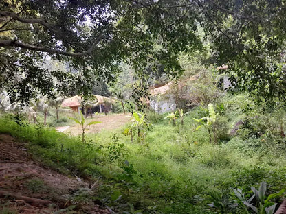 5 Lý Do Kong Forest Là Điểm Đến Không Thể Bỏ Lỡ Cho Tín Đồ Mê Dịch Chuyển